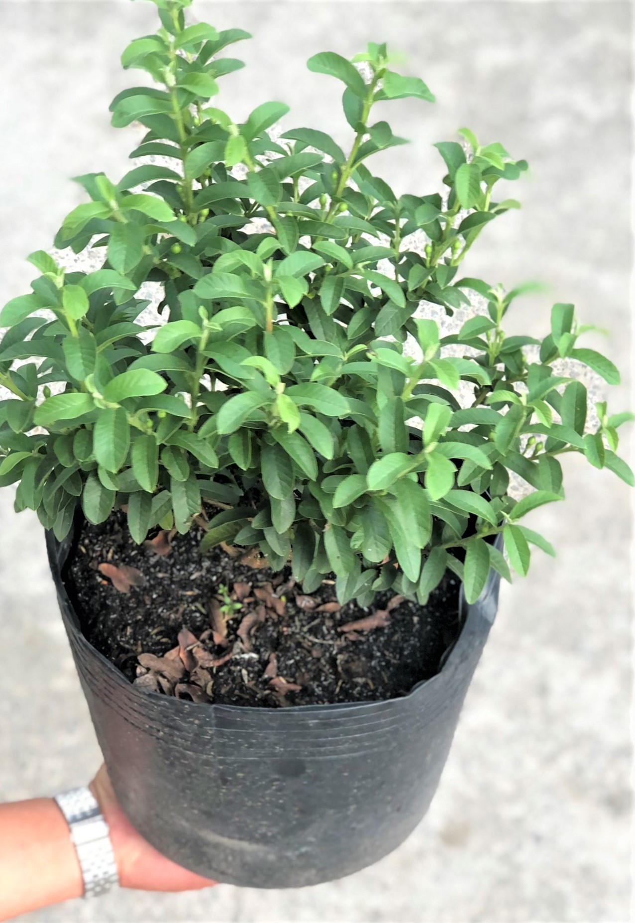 Chậu cây ổi Sẽ