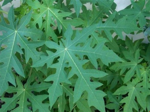 [Chỉ giao khu vực miền Nam] 1 kg lá Đu Đủ Đực tươi, đóng gói hút ẩm, đảm bảo đến tay khách hàng vẫn tươi nguyên