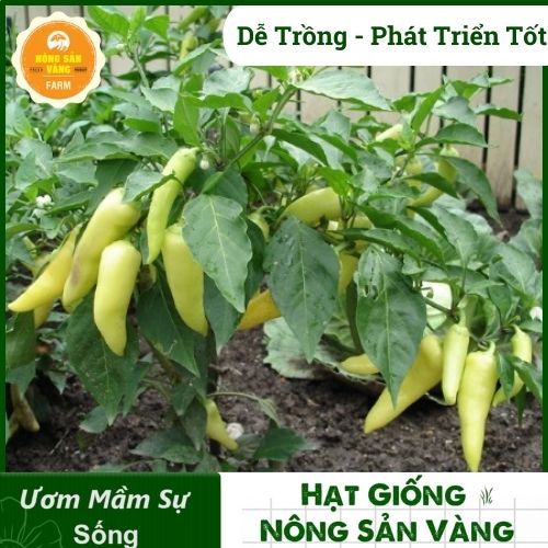 Hạt giống Ớt Sừng Vàng, Cây Gia Vị Được Nhiều Gia Đình Ưu Chuộng (Gói 20 Hạt) - Nông Sản Vàng