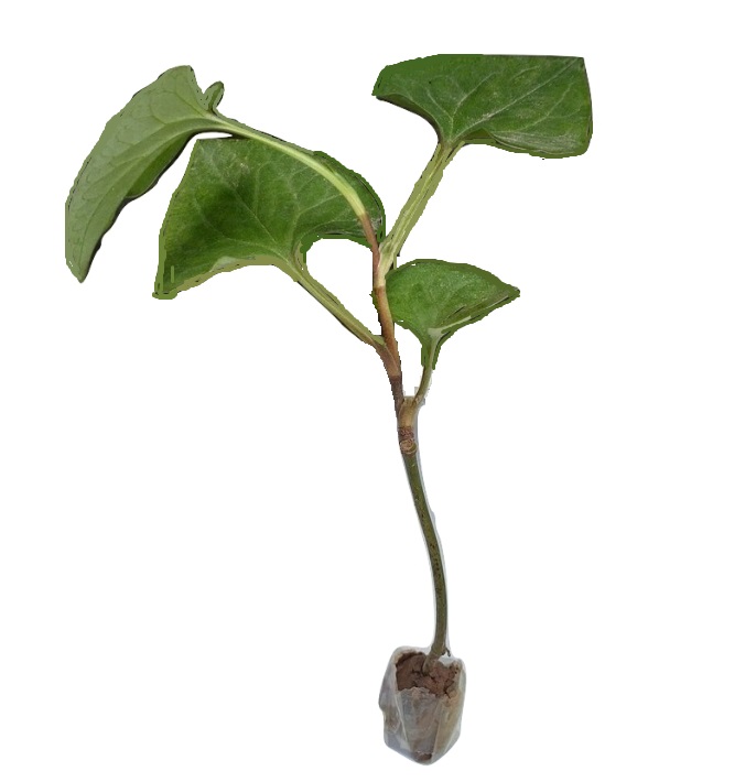 Combo 12 cây Diếp cá (cây giống)