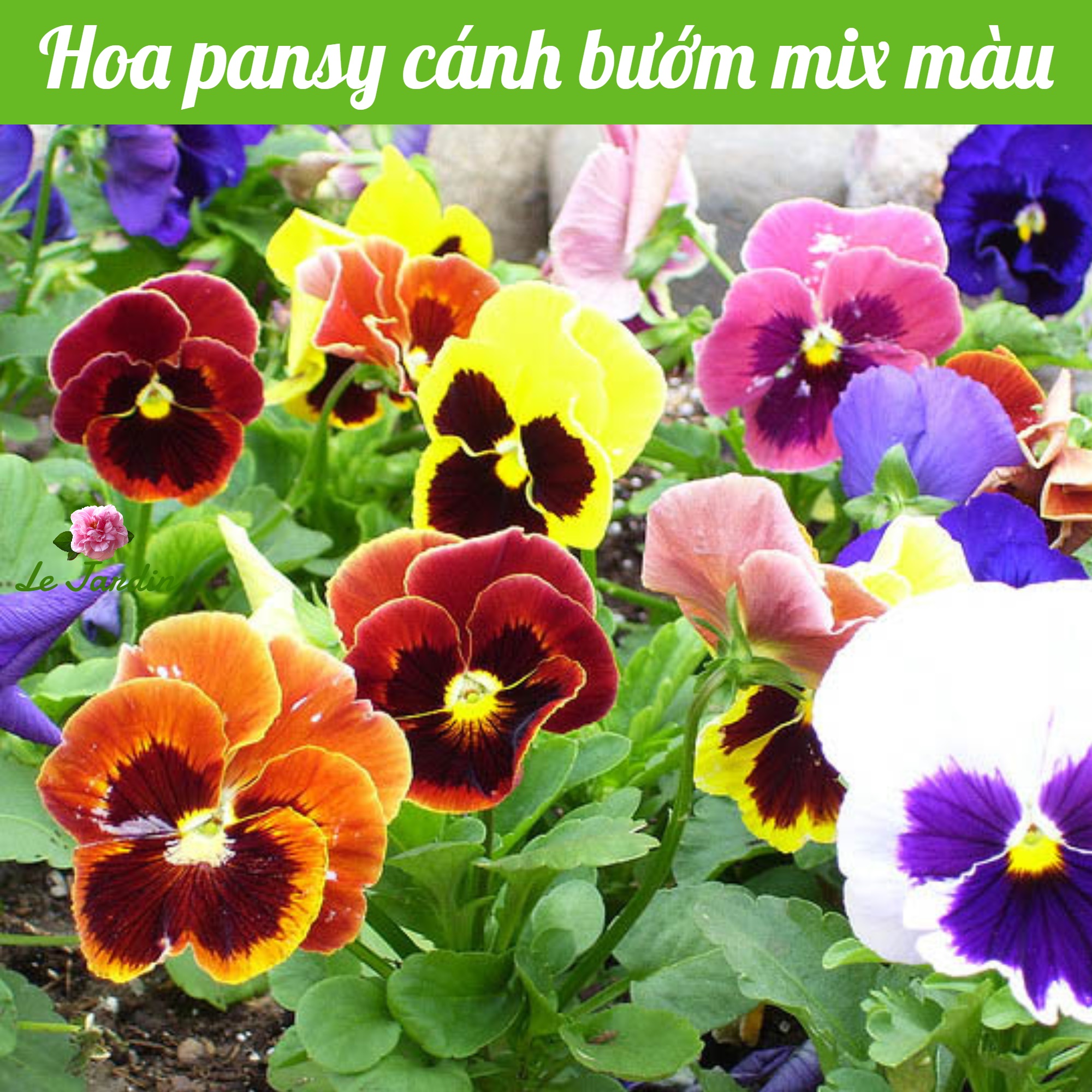 Hạt giống hoa păng xê cánh bướm mix màu rd821 - thích hợp khí hậu nhiệt đới