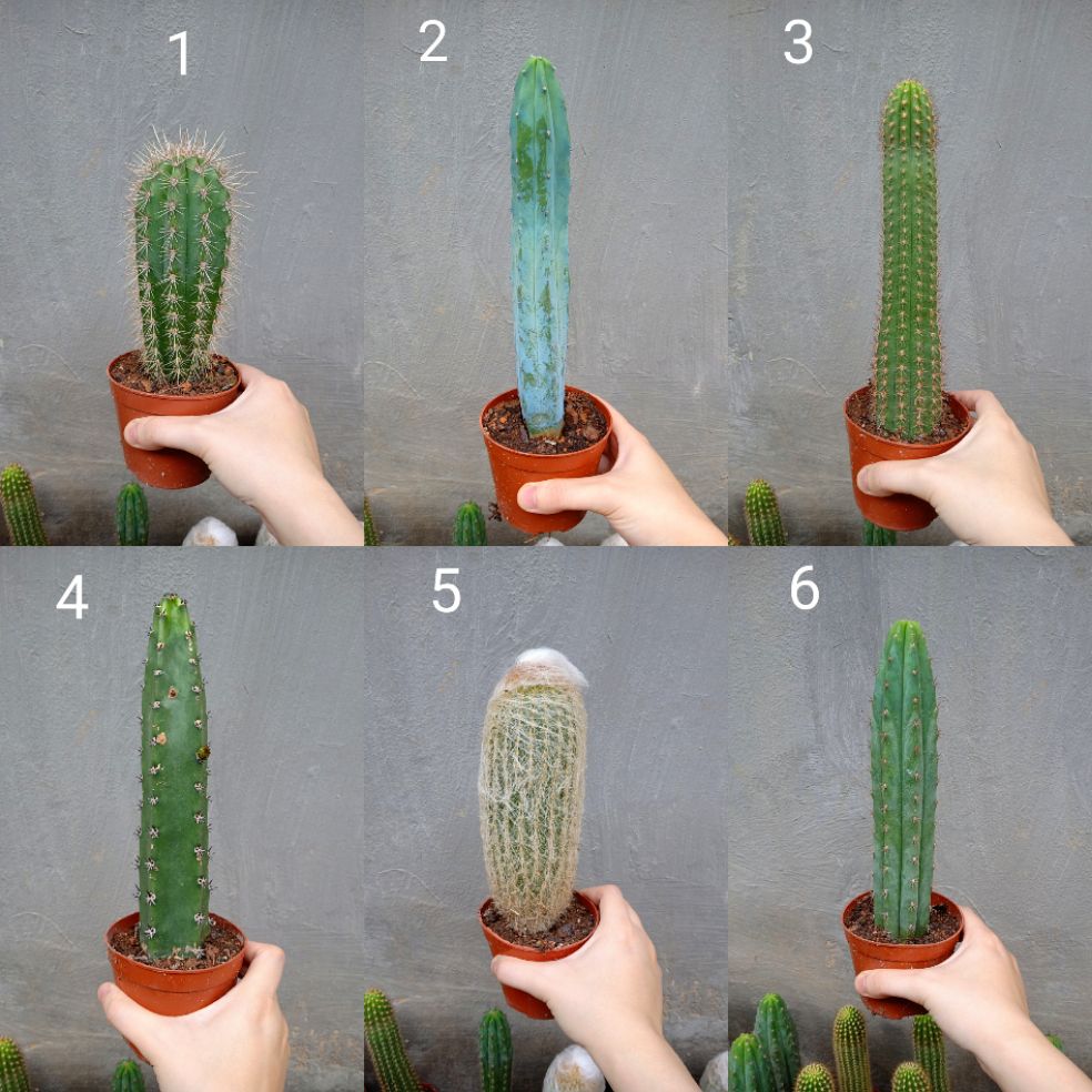 Xương rồng trụ 20cm nhiều mẫu