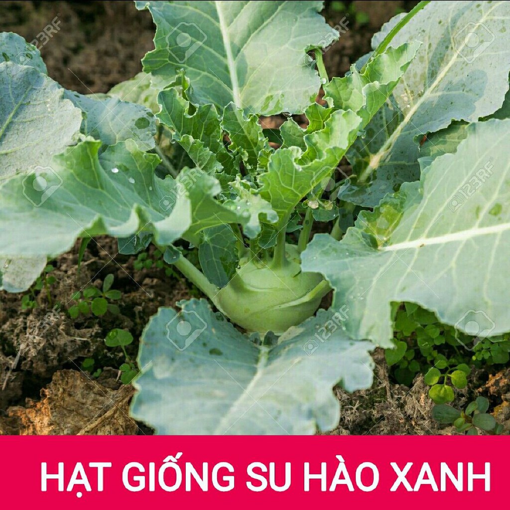 Hạt giống su hào xanh F1 - 30 hạt, chất lượng sản phẩm đảm bảo và cam kết hàng đúng như mô tả