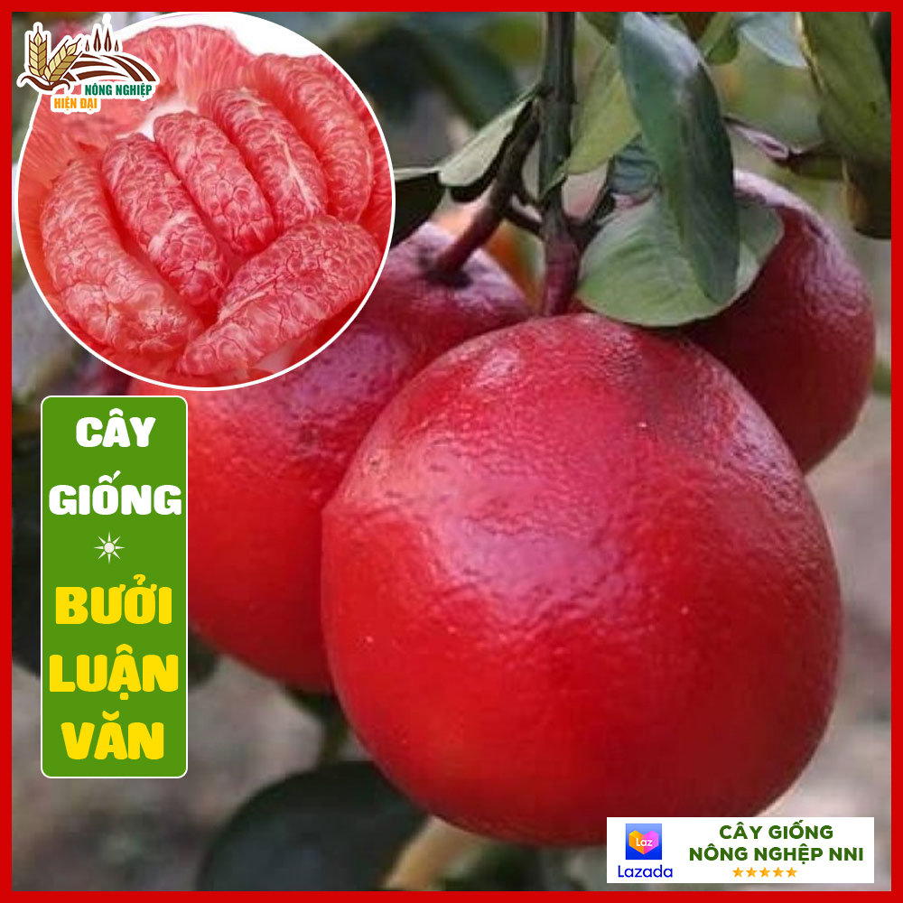 Cây bưởi đỏ luận văn cây con chuẩn giống F1 thân cao từ 50-70cm dễ trồng sinh trưởng nhanh hiệu quả kinh tế cao