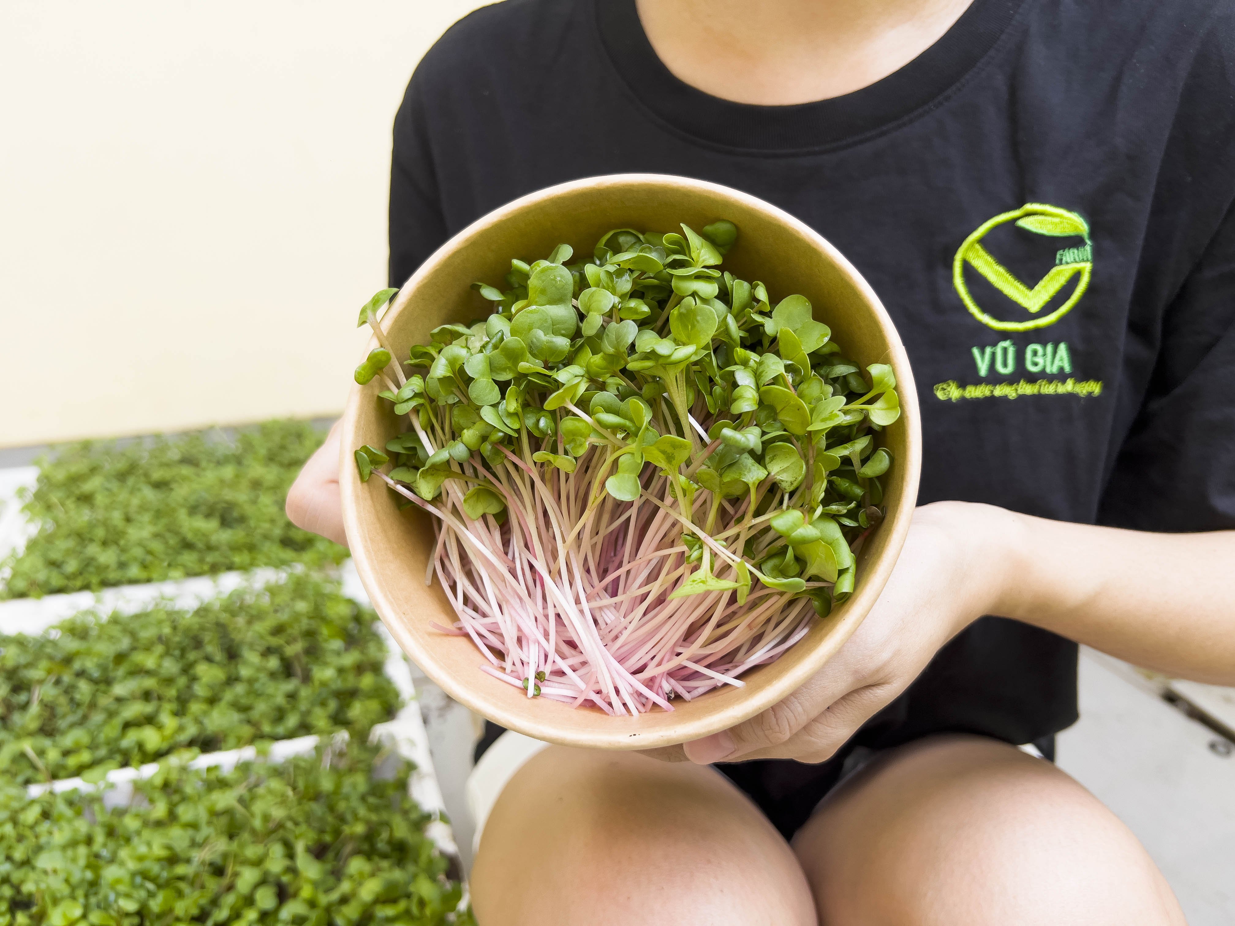 Vg farm rau mầm cải đỏ