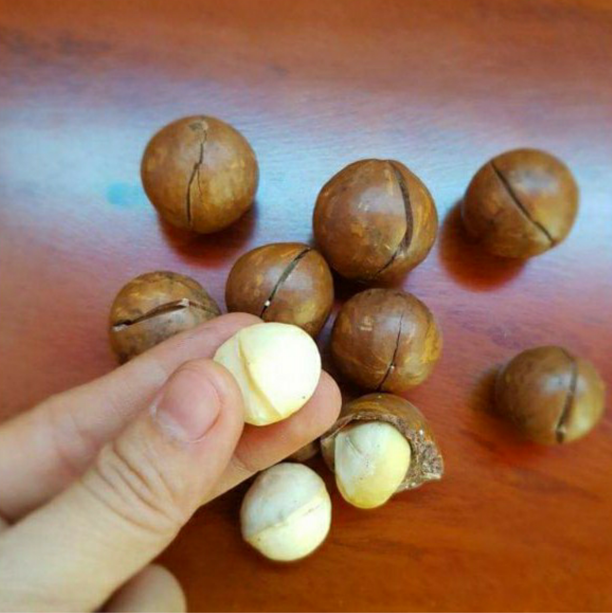 500g hạt macca Lâm Đồng loại nhất hũ nhựa