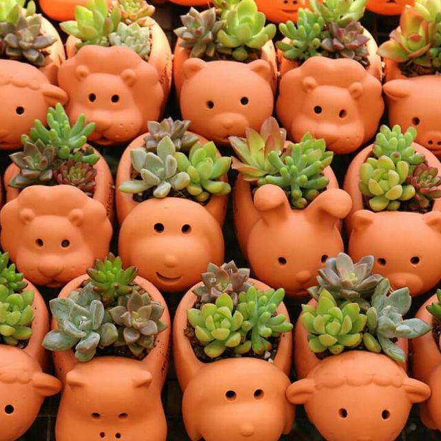 [HCM]Chậu đất nung hình thú nhiều hình dáng trồng sen đá, xương rồng, cây phong thuỷ, văn phòng - Sen đá Đông Phước