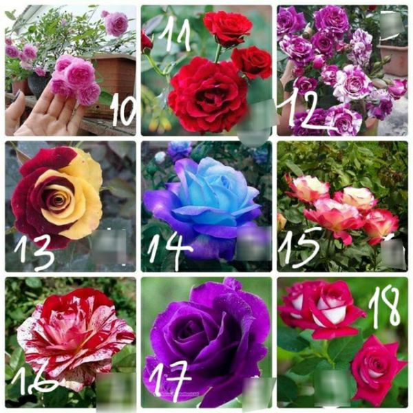 Gốc hoa hồng nhung combo 03 gốc rễ trần