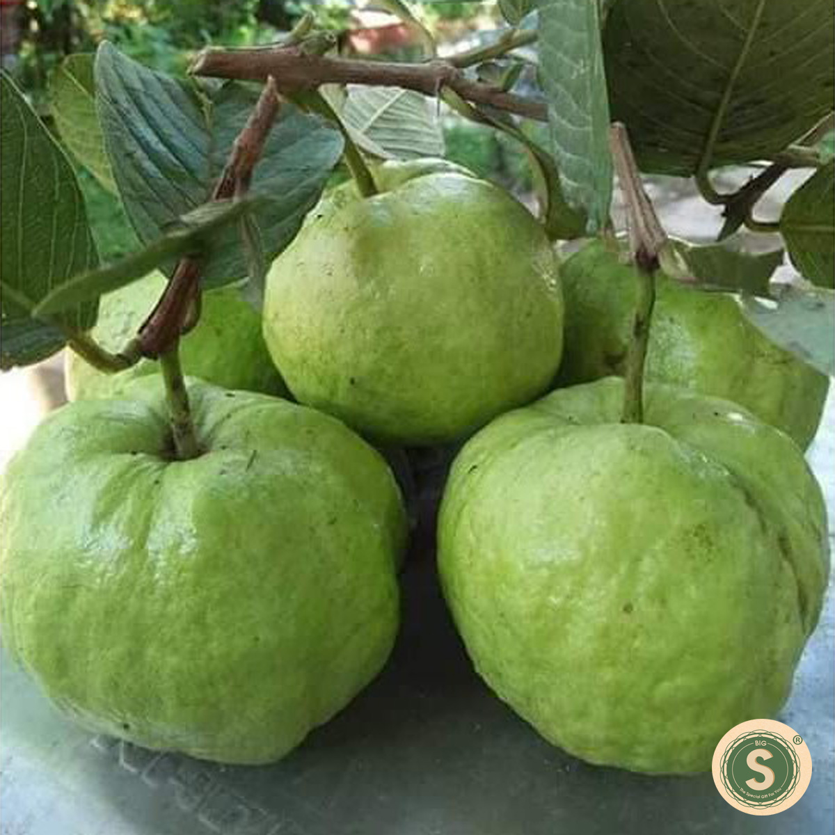 Cây Giống Ổi Nữ Hoàng Gốc To, Ra trái sớm- Freeship 20k đơn từ 49k