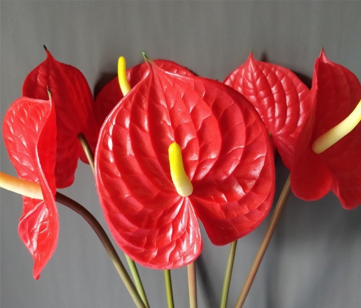 Combo 10 đầu bông hòng môn đỏ,hoa hồng môn đỏ