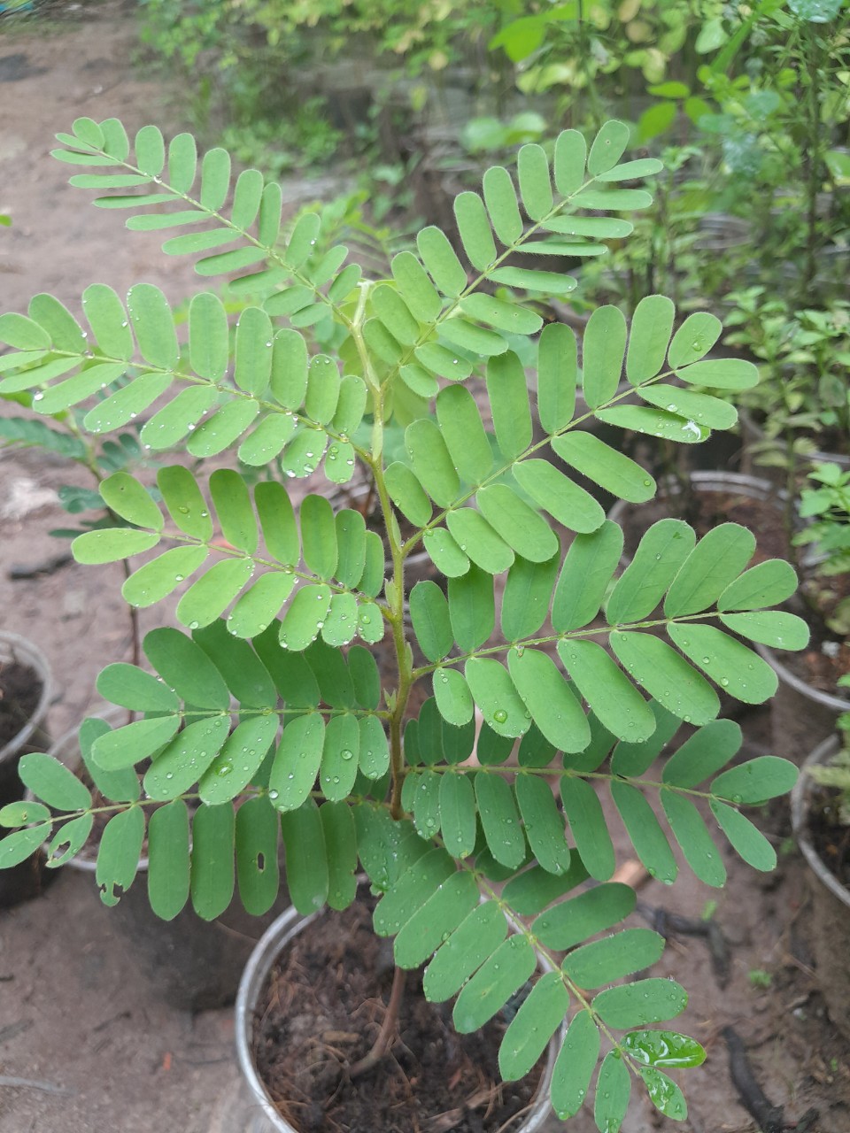 Cây Giống Me Thái, me ngọt, cây cao 15cm