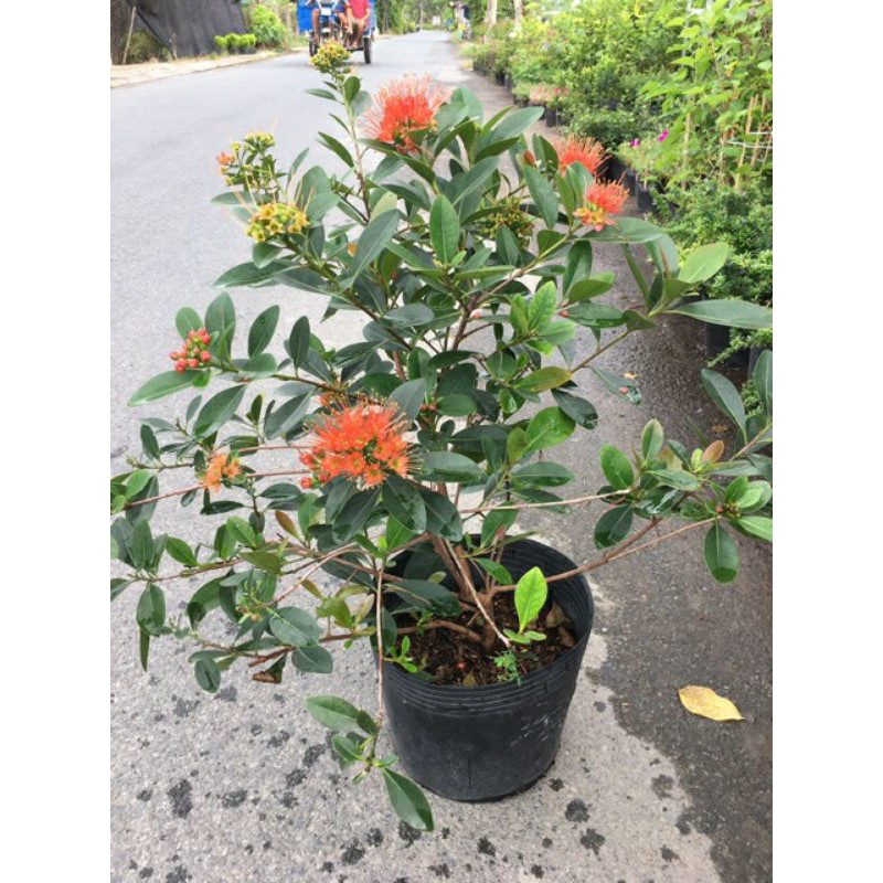 Cây mai thái đỏ cam sieu hoa