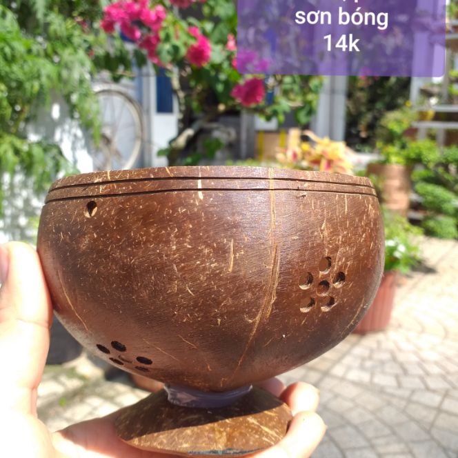 Chậu gáo dừa trồng sen đá phủ sơn bóng có đế