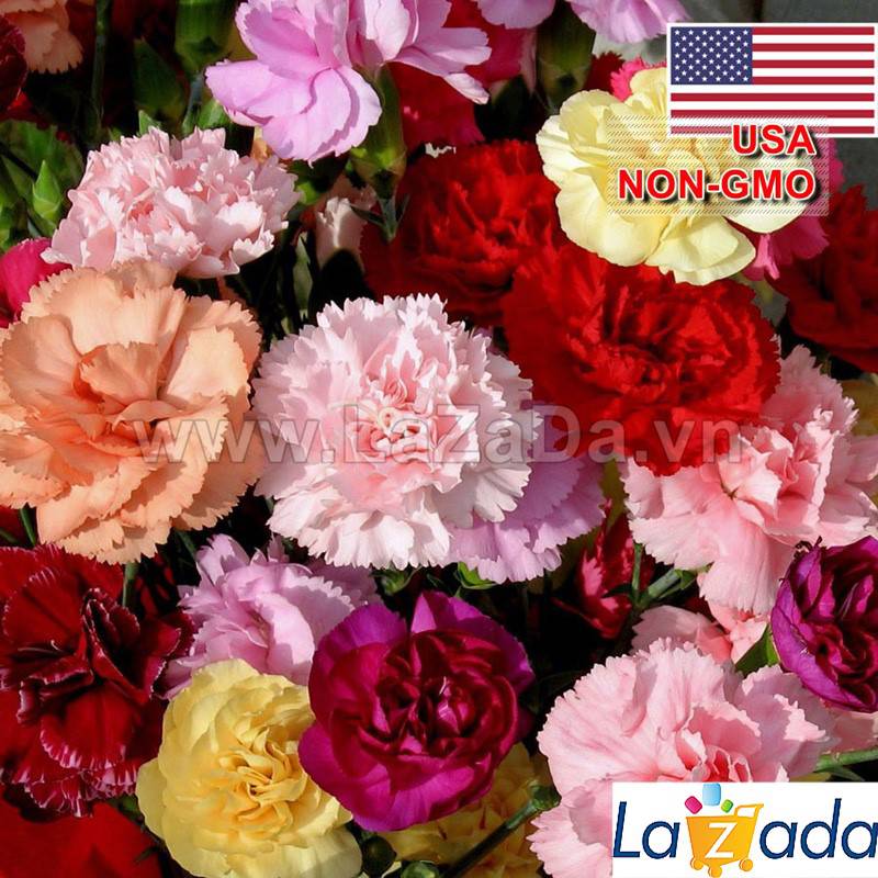 100h Hạt Giống Hoa Cẩm Chướng Kép Mix (TLB2| -KD: B23*V33*M220)