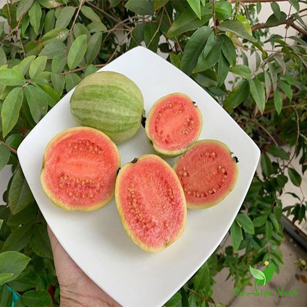 Cây giống ổi Ruby cẩm thạch ruột đỏ