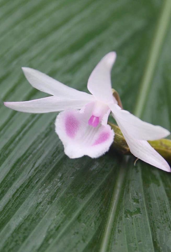 Cây Giống Dã Hạc Hồng Liên Anh Cây 52 chậu to thân 8- 12cm