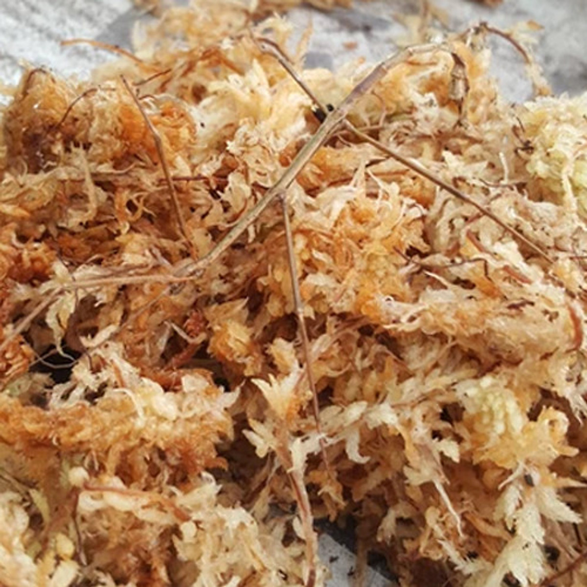 Giá thể trồng giữ ẩm cho lan rêu trắng chile - 500gr