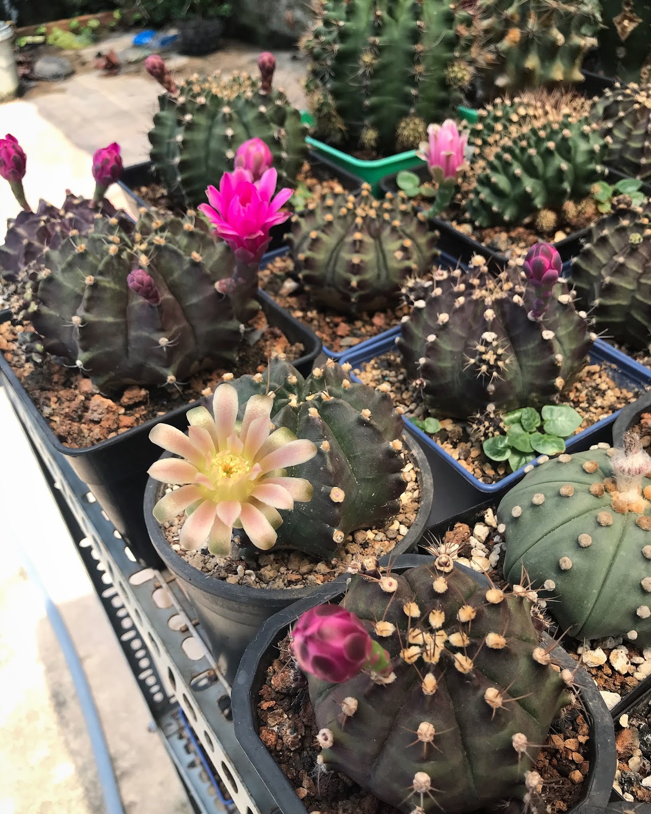 [HCM]Hạt giống xương rồng gym MIX ( 20 hạt ) - Tặng gói hạt giống ngẫu nhiên