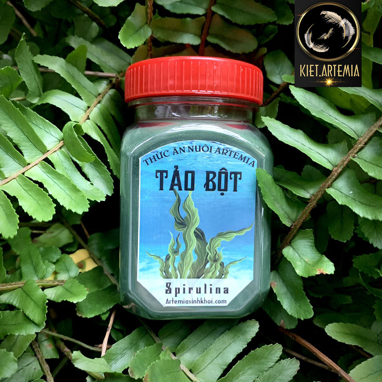 Tảo Bột nuôi Artemia, thức ăn Nuôi Artemia