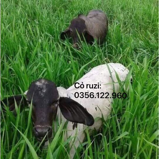 Hạt giống cỏ chăn nuôi cỏ ruzi cỏ sả, chịu giẫm đạp -100gr