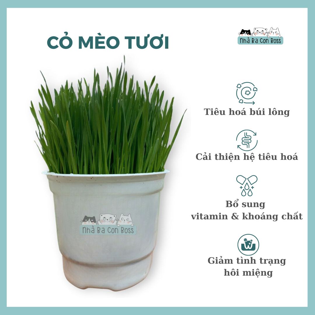 Chậu cỏ mèo tươi/ bạc hà catnip/ catmint cho mèo