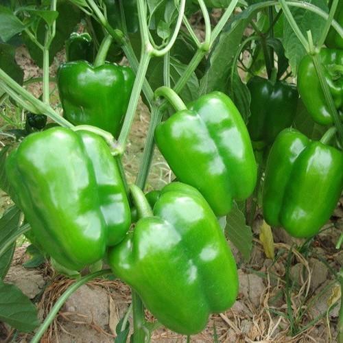[HCM]Hạt giống ớt chuông xanh thuần sản cao cấp- tặng gói hạt ngẫu nhiên
