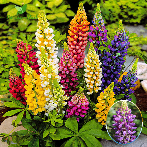 Hạt giống hoa đậu lupin -dễ trồng, hoa nở đẹp, tỷ lệ nảy mầm >90%
