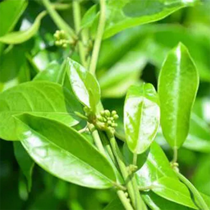 Dây thìa canh khô 1kg