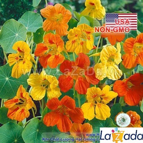 15h Hạt Giống Sen Cạn Lùn Mix Màu (C1.102| -KD: B10*V45*M209)