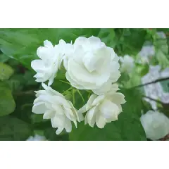 MJ205 Hạt giống hoa nhài hoa lài ( 20 hạt)