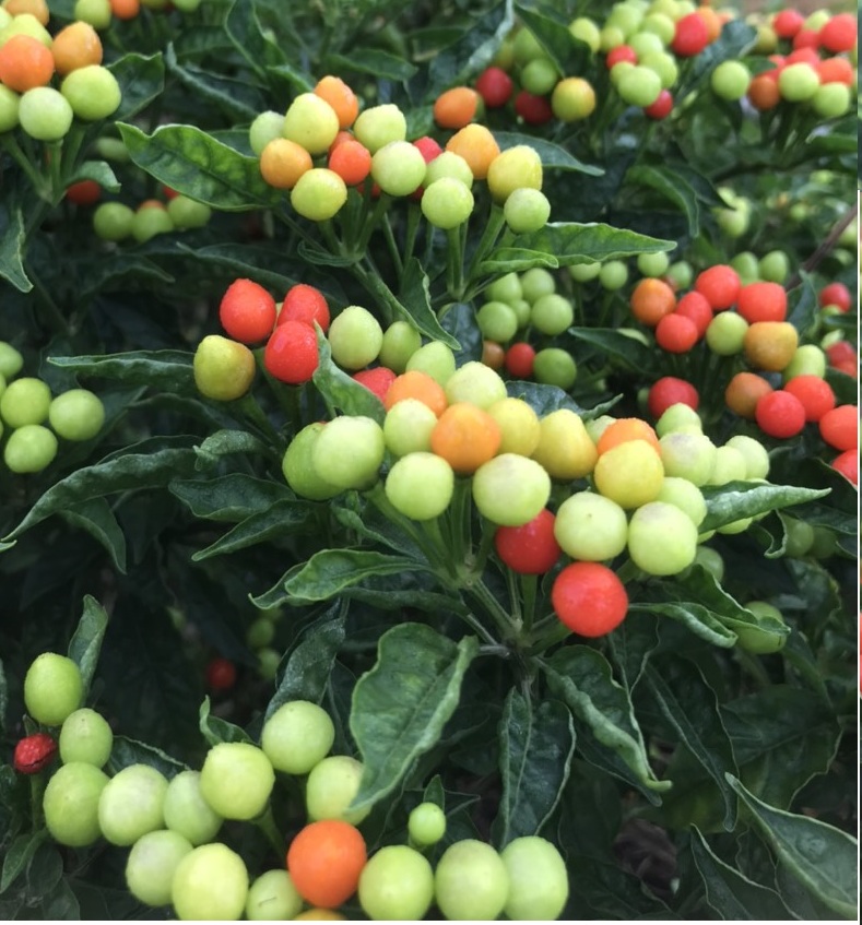 100gr Trái Ớt Peru đỏ, Ớt Tepin chín dễ trồng dễ ươm