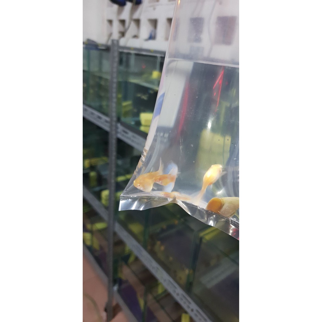 🐠 1kg túi ship cá guppy, betta, cá vàng, ranchu, oranda, la hán