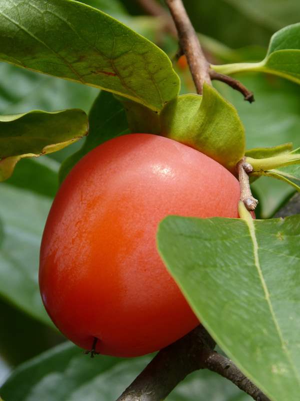 Cây giống hồng đỏ - cây ăn quả