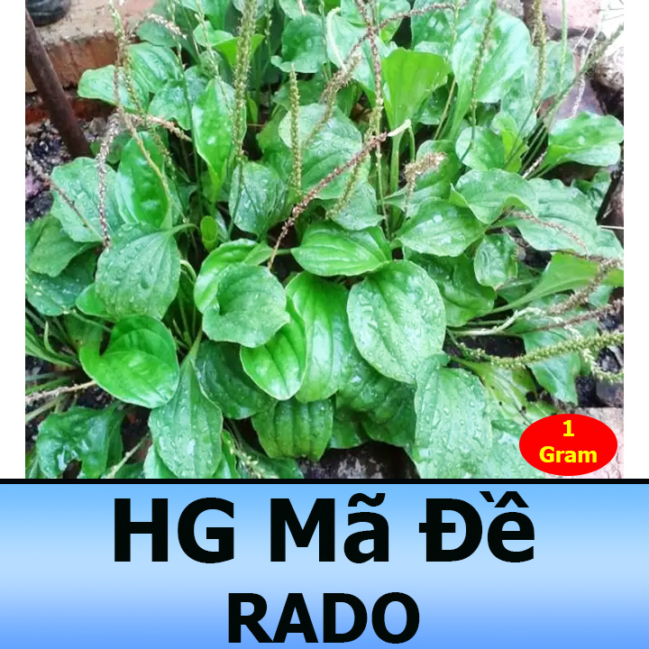 Hạt Giống Rau Mã Đề 1G Dễ Trồng