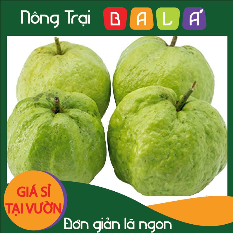 Hcm - ổi nữ hoàng trà vinh mua lẻ giá sỉ -