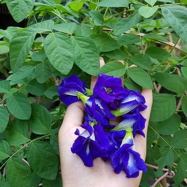 Sale Hạt giống hoa đậu biếc