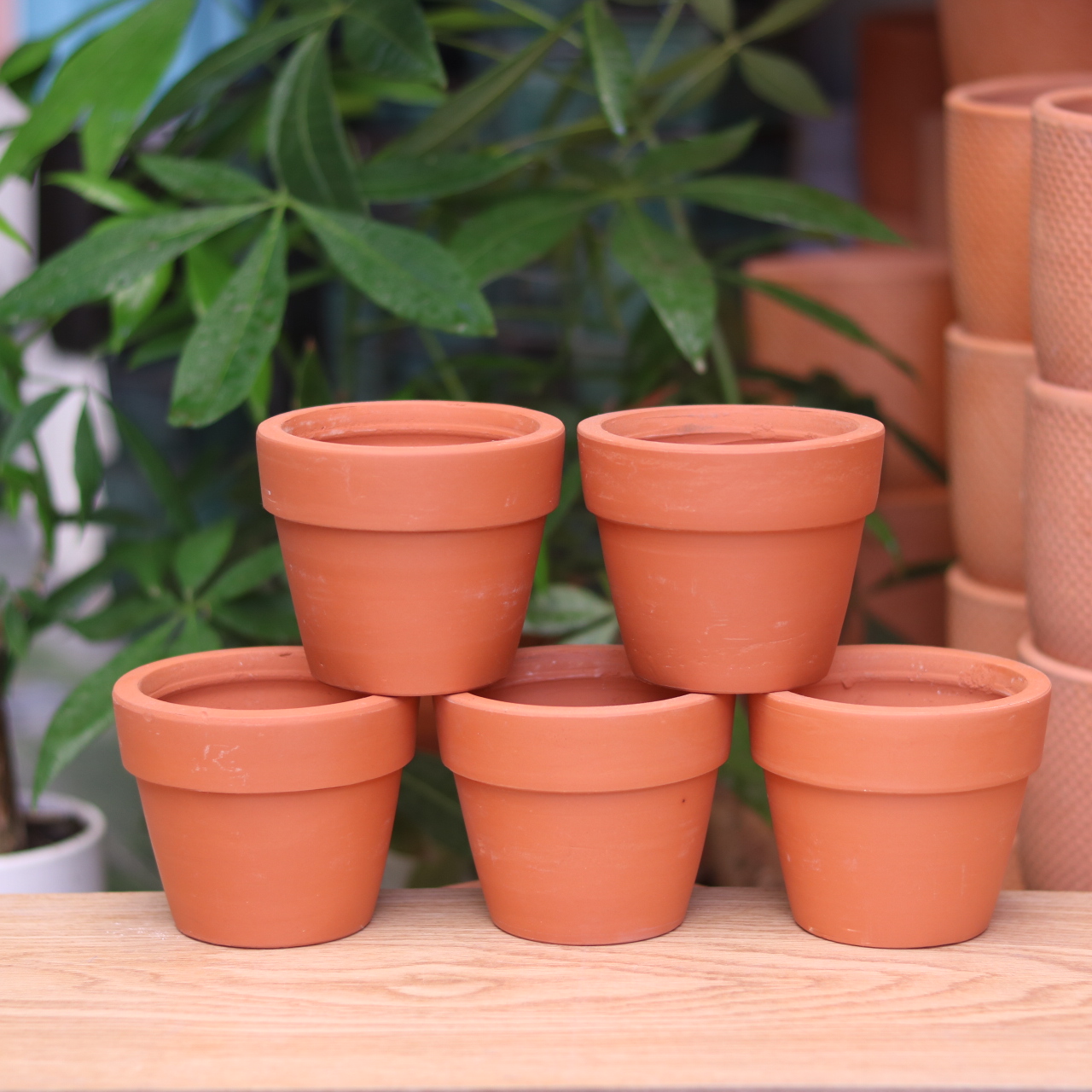 [HCM]COMBO 5 chậu đất nung cao cấp 10x8 cm - 2 màu trắng và nâu dùng để trồng sen đá xương rồng cây bonsai tiểu cảnh trang trí phòng làm việc bàn học sân vườn bàn tiếp khách siêu đẹp