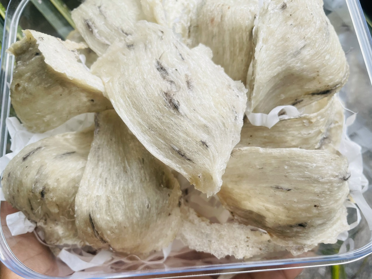 Tổ yến thô nguyên chất nhà nuôi