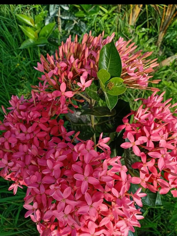 Chậu hoa trang mỹ hồng ( mẫu đơn hồng tím sen)