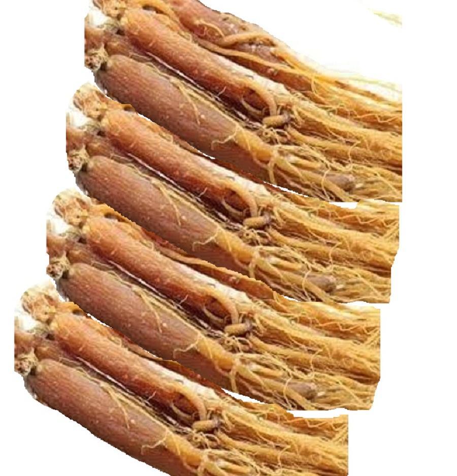 8 củ nhân sâm = 200g - tặng 400g quả kỷ tử chín sấy khô