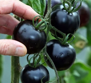 30 Hạt giống Cà chua bi đen tặng kèm kích mầm