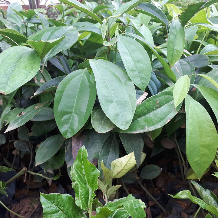 Combo 5 cây quế giống chuẩn khỏe đẹp - 4556