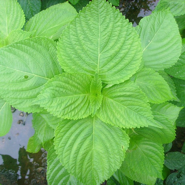 HẠT GIỐNG VỪNG (MÈ) HÀN QUỐC