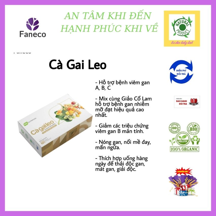 Cà gai leo mát gan thải độc gan viêm gan A B,cà gai leo tốt cho gan,cà gai leo faneco
