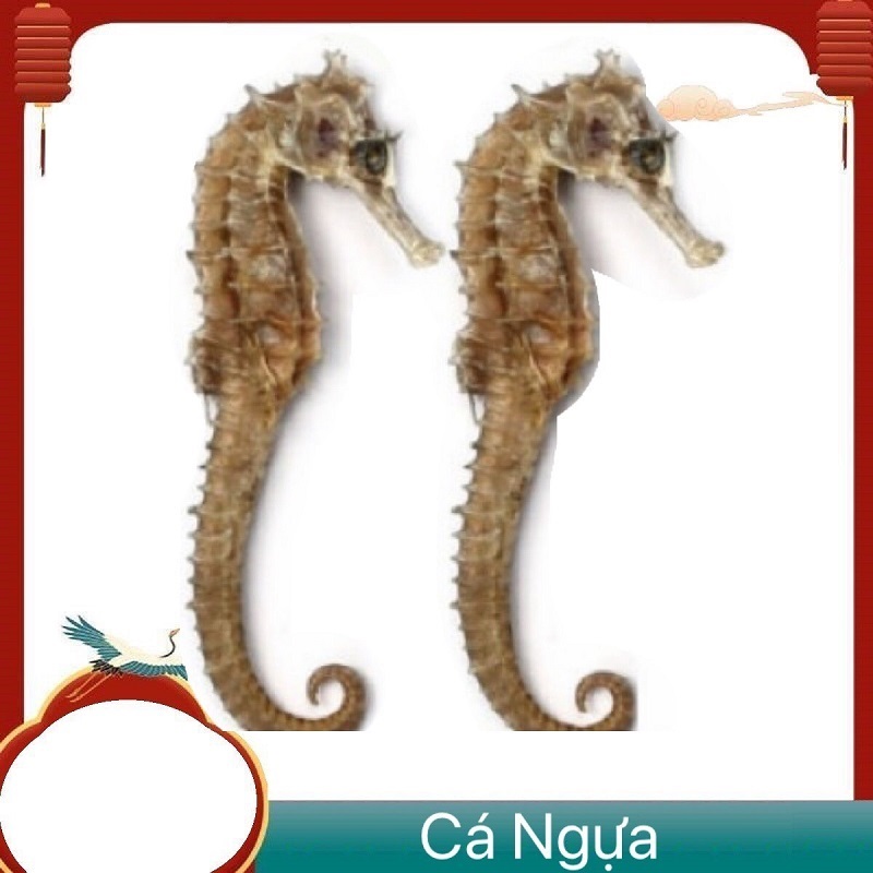 Khô cá ngựa size tứ 11cm - 12cm