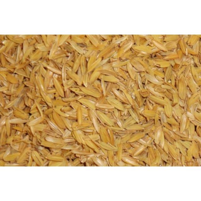 Trấu sống -1000gr - giá thể tốt cho hoa, lan , cây cảnh