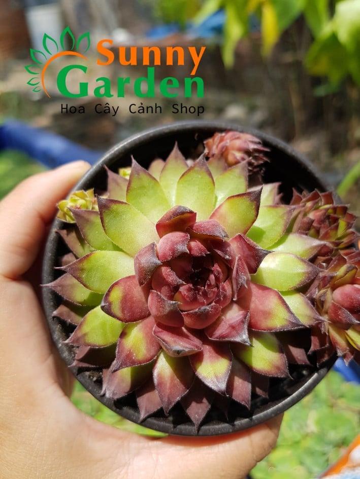 Sen Đá Phật Bà Bụi Đỏ - Chậu Trung