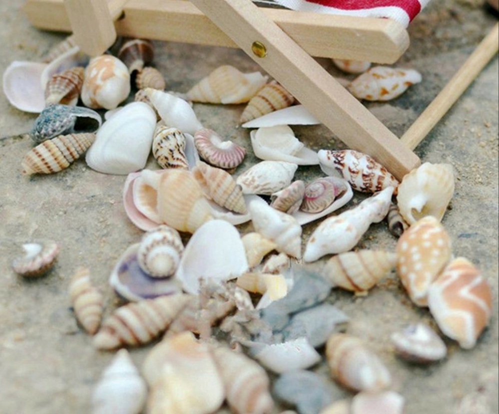 Phụ kiện làm Nến - Vỏ ốc thiên nhiên - Phụ kiện trang trí