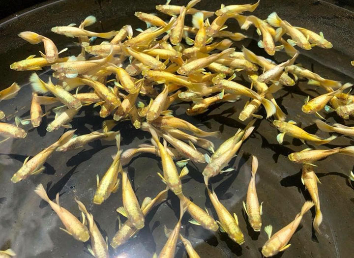 Full gold 5 bé chỉ 99k - trang trí hồ