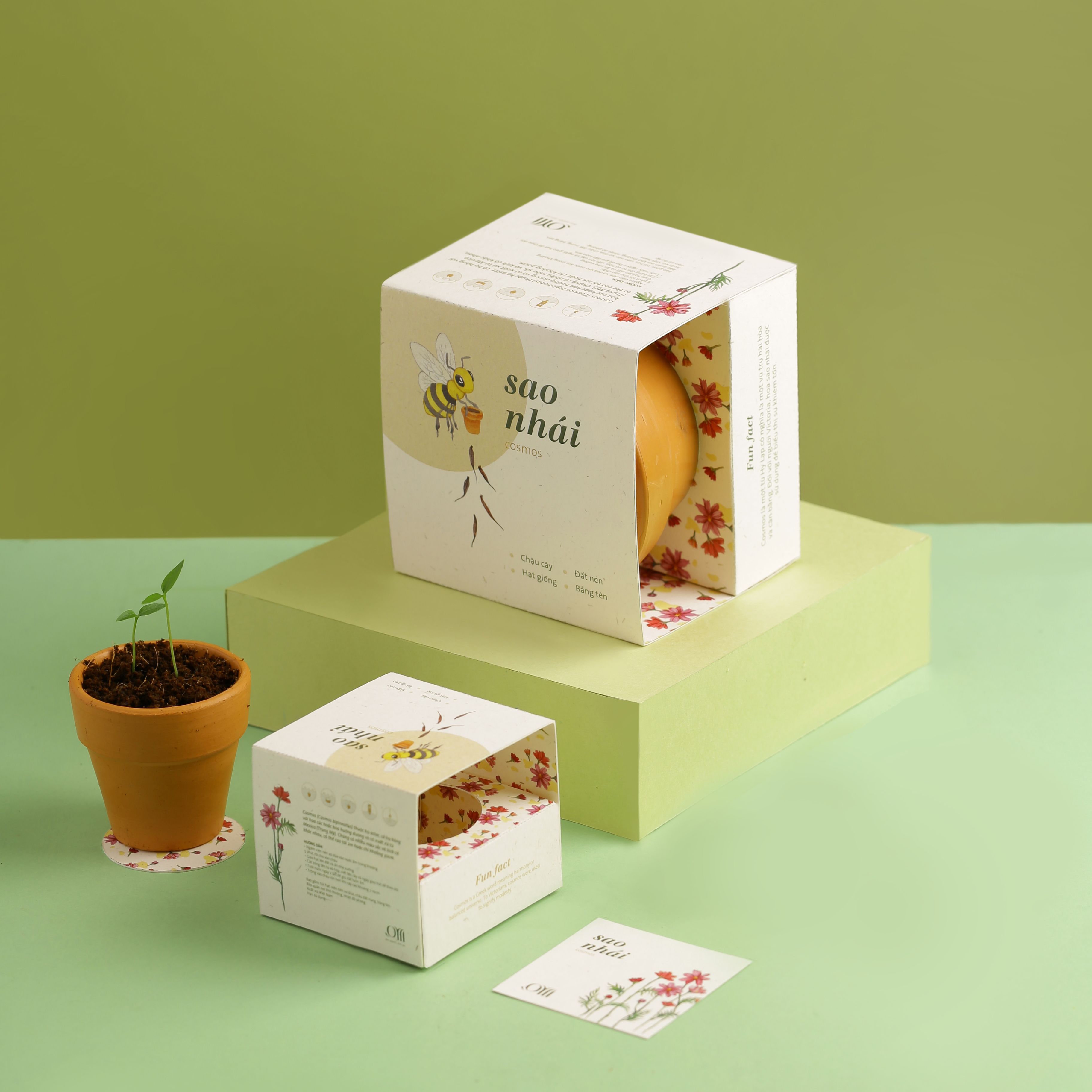 Kit trồng cây mini - hoa sao nhái